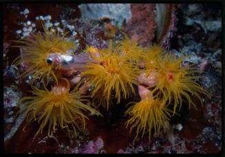 Sun coral polyps capturing a fish