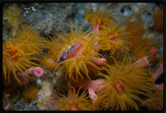 Orange cup coral eating a fish