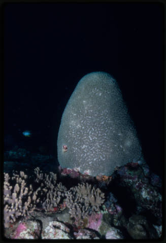 2m high hard coral found in deep water