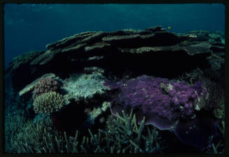 Hard coral growing in a protected reef outside of Townsville