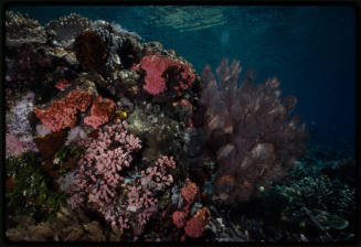 Coral reef scene