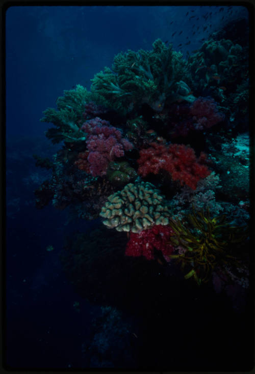 Coral reef scene