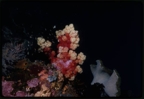 Small fish swimming around soft corals