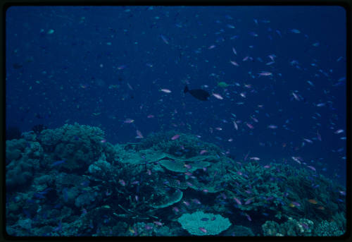 Schools of fish swimming around rocky coral reef