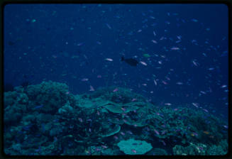 Schools of fish swimming around rocky coral reef