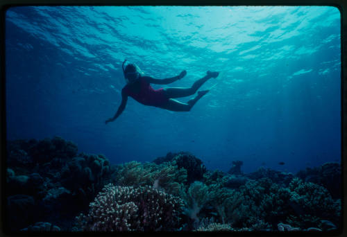 Valerie Taylor snorkelling above a coral reef