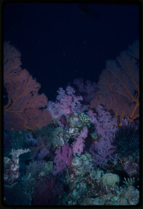 Soft corals and crinoids