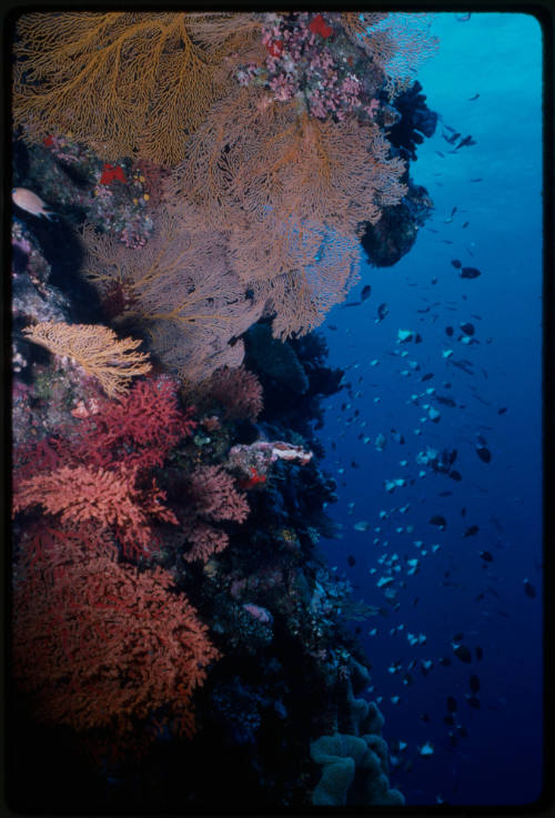 Fish swimming around rock wall covered in soft corals