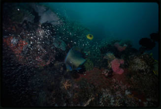 Queen angelfish swimming over coral reef