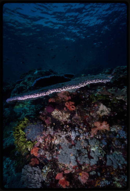 Coral reef 10 meters below surface