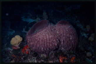 Giant barrel sponge (Xestospongia muta)