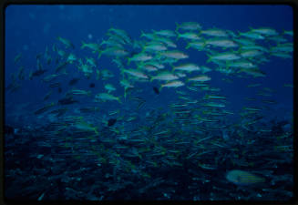 Schooling fish