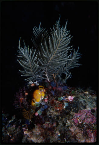 Stinging hydroid surrounded by ascidians