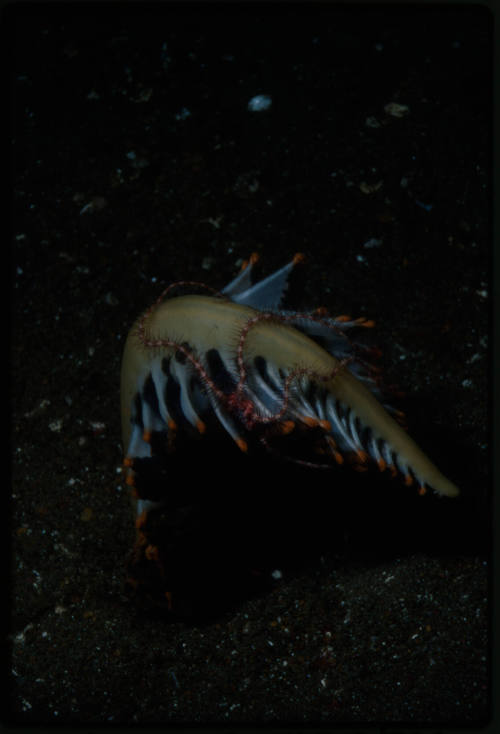 Brittle star on a sea pen