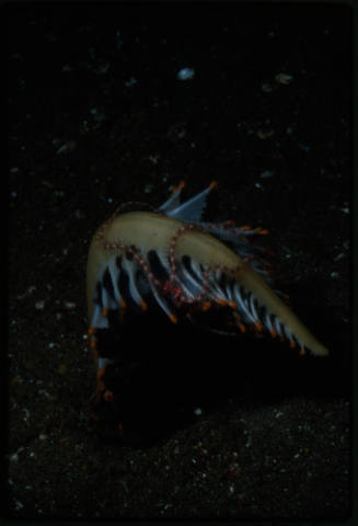 Brittle star on a sea pen