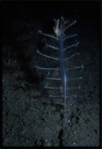 Crab on a sea pen