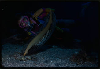 Valerie Taylor with a sea pen