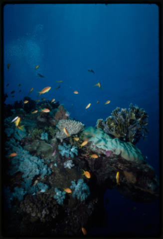 Damselfish swimming around coral reef