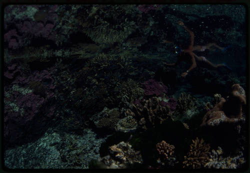 Snorkeler with small fish in a tidal pool