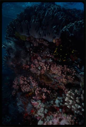 Coral reef wall