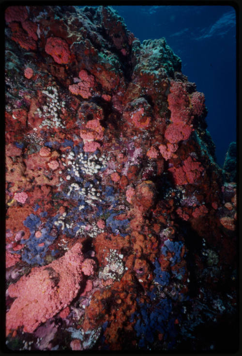 Coral reef wall with ascidians