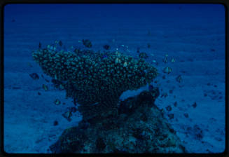 Coral head surrounded by damsel fish