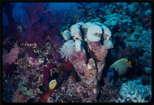 Coral reef scene with emperor angelfish and blacktail butterflyfish