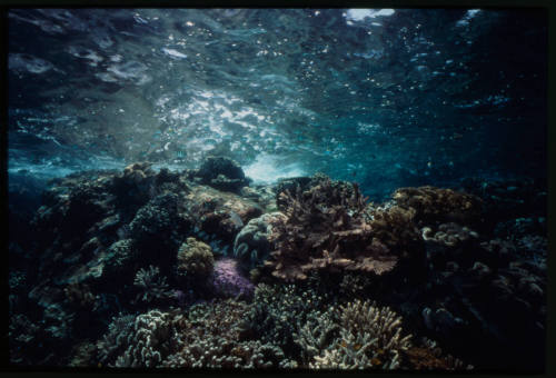 Sergeant major fish swimming over coral reef