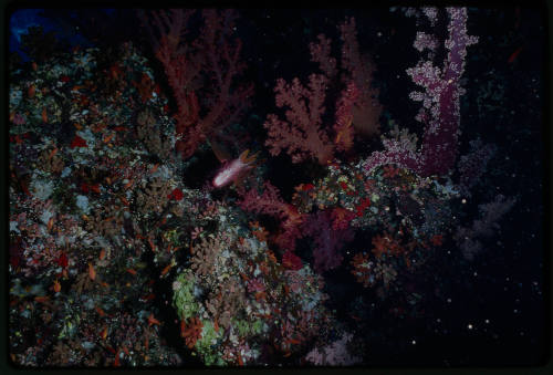 Fish hiding between rocks and soft coral surrounded by smaller fish