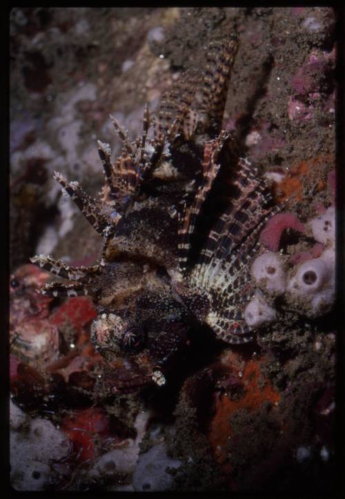 Lionfish (Dendrochirus sp.)