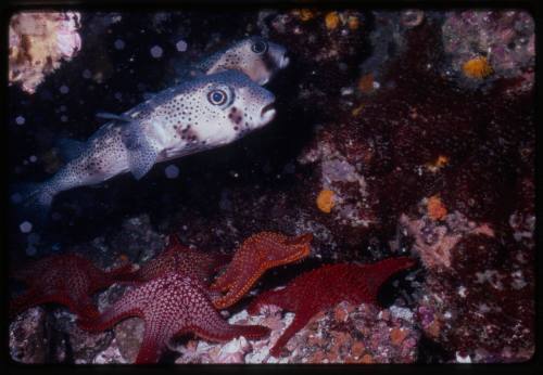 Spotfin burrfish (Chilomycterus reticulatus) with starfish