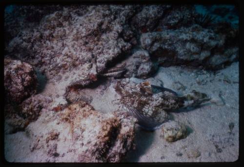 Galapagos Gurnard (Prionotus miles)