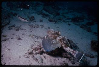 Galapagos gurnard (Prionotus miles)