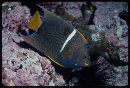 King angelfish (Holacanthus passer)