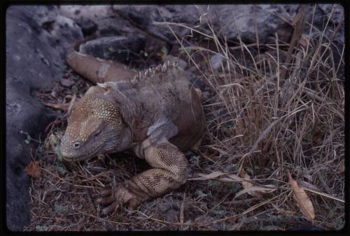 Land iguana of the Galápagos Islands (Conolophus sp.)