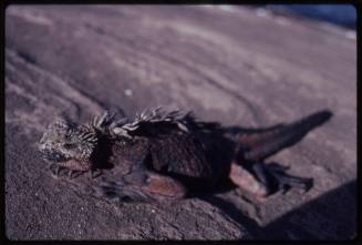 Galápagos marine iguana (Amblyrhynchus cristatus)