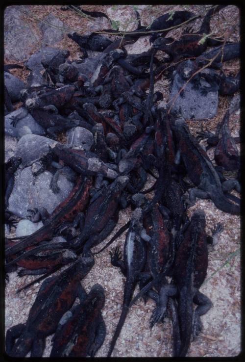 A mess of Galápagos marine iguanas (Amblyrhynchus cristatus)