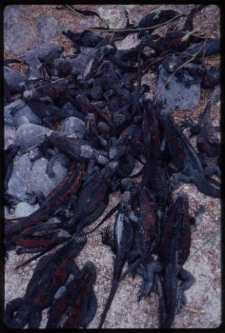 A mess of Galápagos marine iguanas (Amblyrhynchus cristatus)