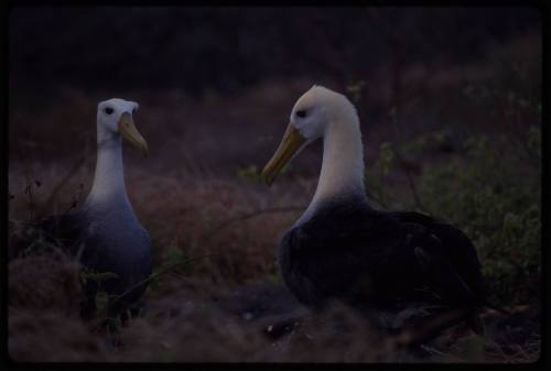 A pair of waved albatross (Phoebastria irrorata)