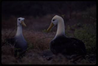 A pair of waved albatross (Phoebastria irrorata)