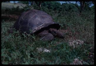 Galápagos giant tortoise (Chelonoidis niger)