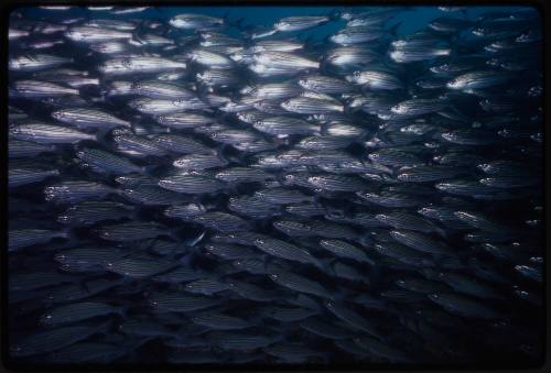 School of fish