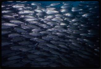 School of fish