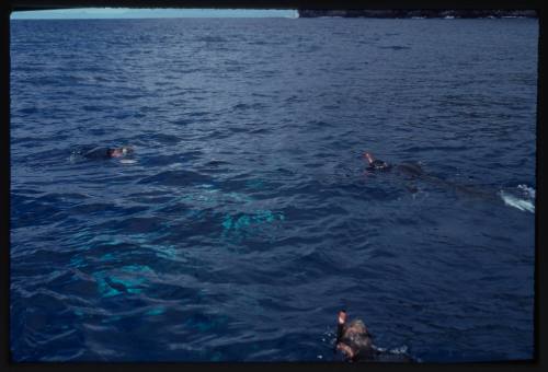 Three snorkelers swimming at the surface