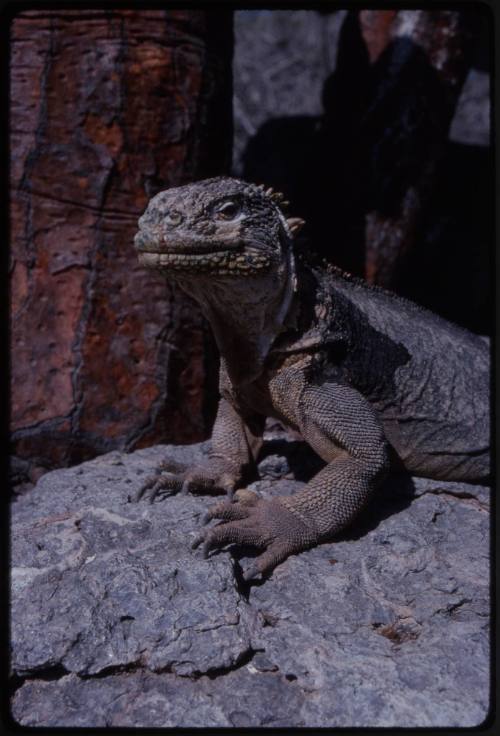 Land iguana of the Galápagos Islands (Conolophus sp.)