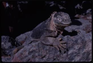 Land iguana of the Galápagos Islands (Conolophus sp.)