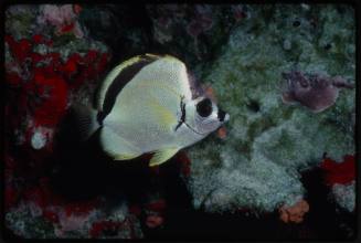 Blacknosed butterflyfish (Johnrandallia nigrirostris)