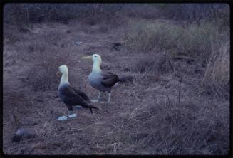 A pair of waved albatross (Phoebastria irrorata)