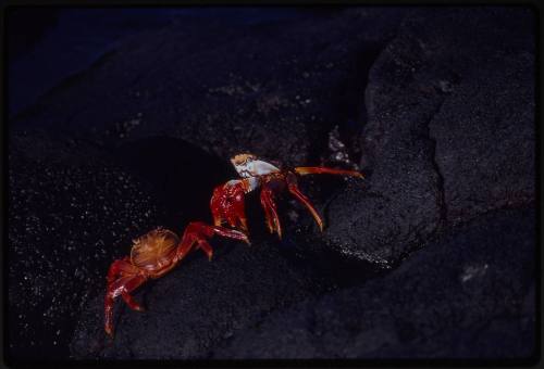 Red rock crabs (Grapsus grapsus)