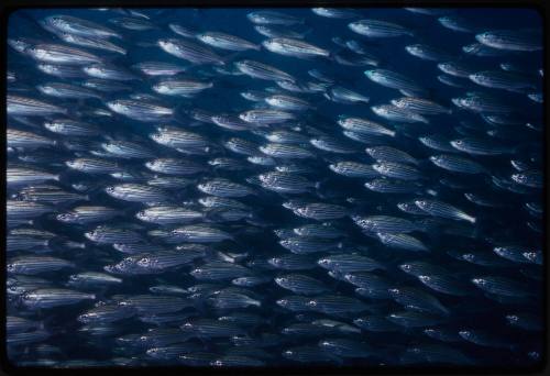 School of fish